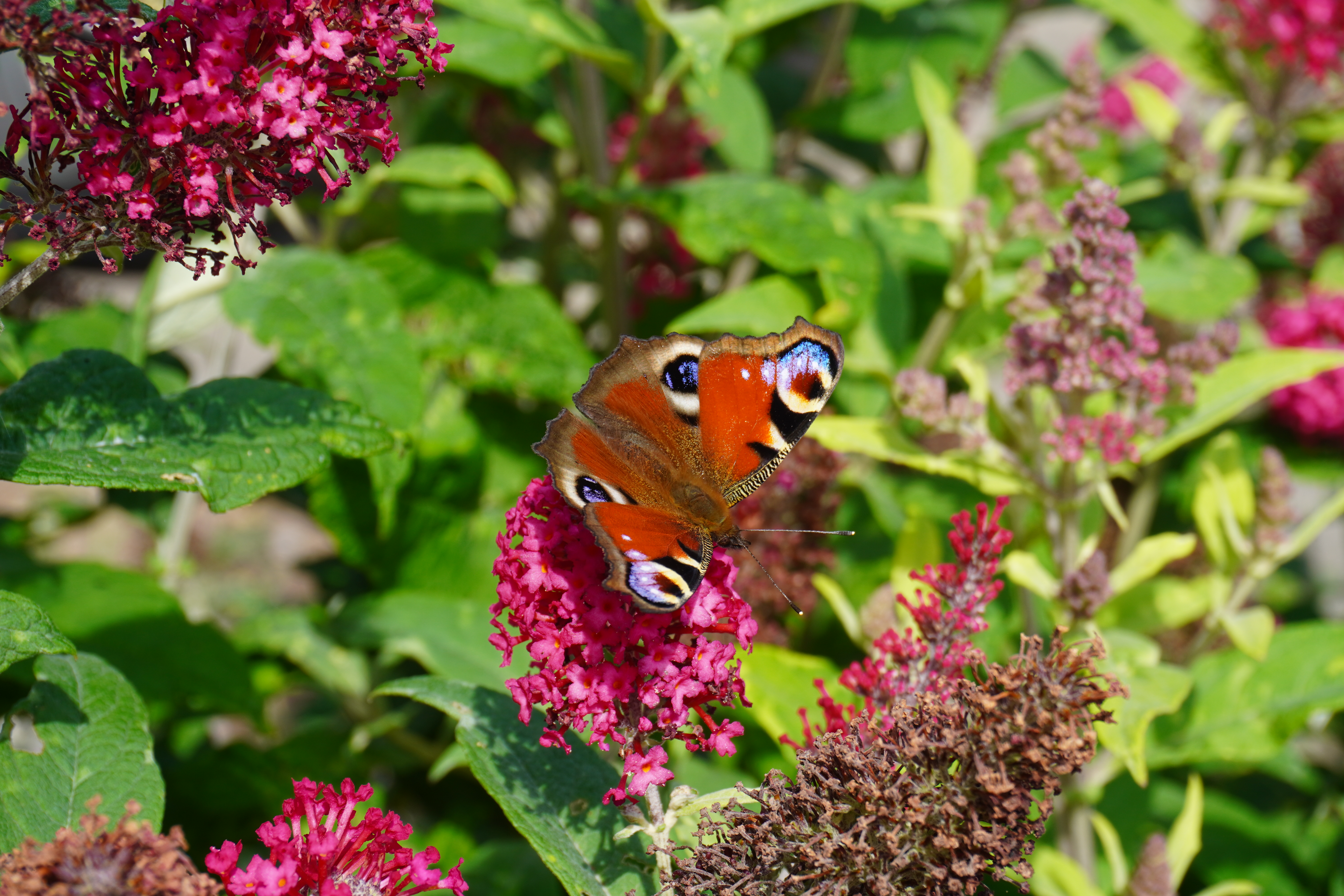 Schmetterling